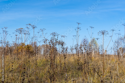 Wild dried grass on the field in autumn, against the blue sky