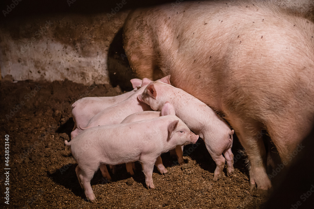 Pig children on a pig farm. Pig mother and piglets behind the fence. Pig children on a pig farm. Pig mother and piglets behind the fence.
