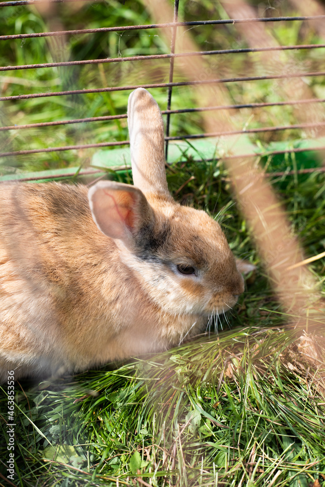 Fototapeta premium Rabbit in a cage outdoors on a farm on a sunny day.