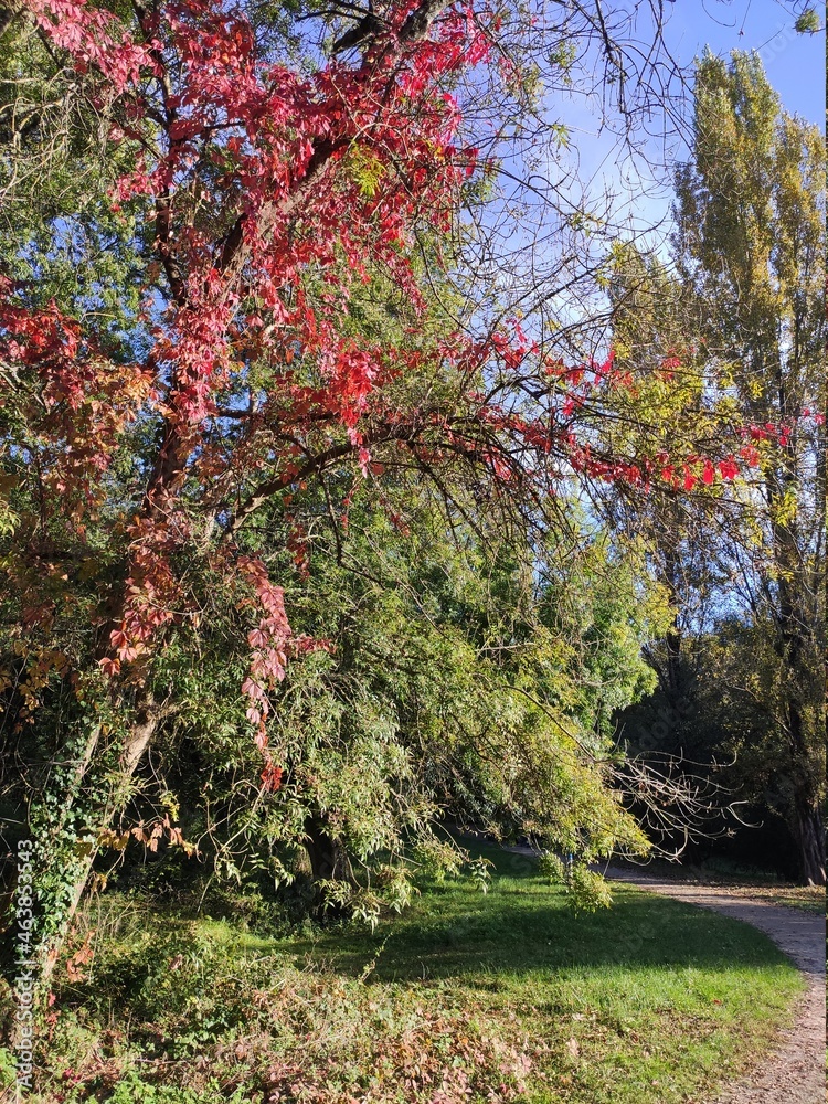 Arbres avec des feuilles rouges dans la nature, changement et phénomène de la nature, du vert, du rouge et du jaune, saison automne et hiver