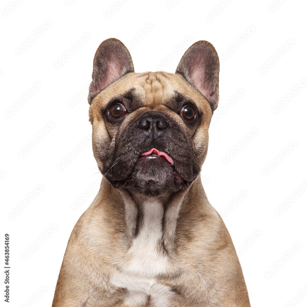 French bulldog studio shot isolated on white background and stick her tongue