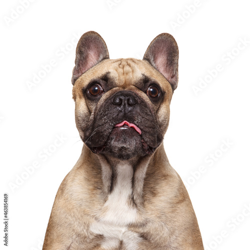 French bulldog studio shot isolated on white background and stick her tongue