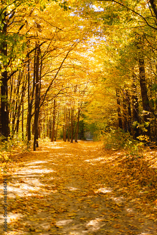 Obraz premium Fall in the forest. Forest autumn in sunny autumn weather, autumn landscape, autumn trees.