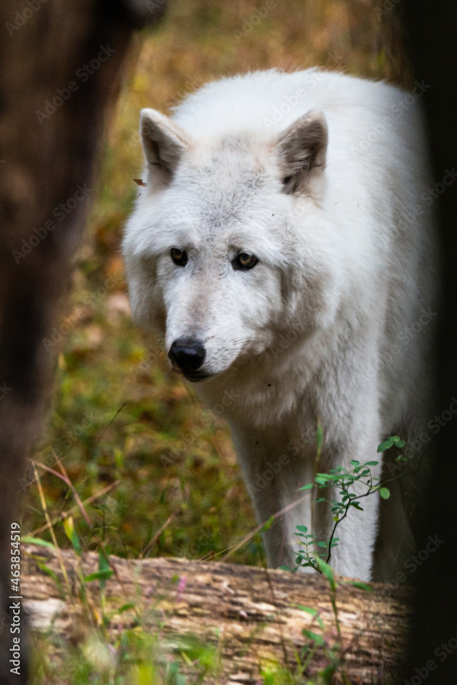 Arctic Wolf by Tree