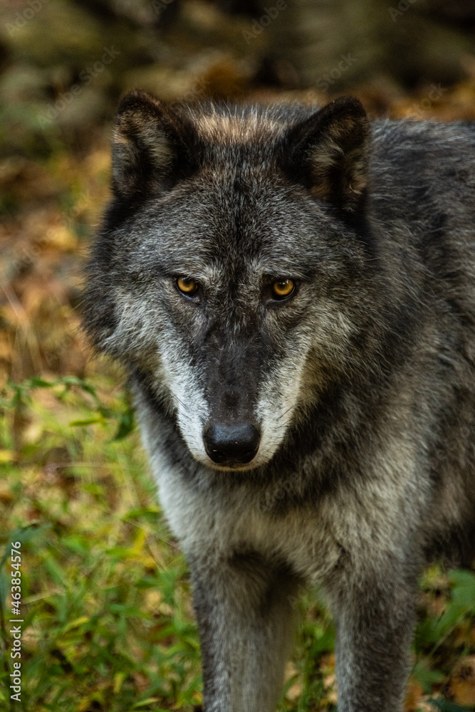 Wolf Portrait Closeup