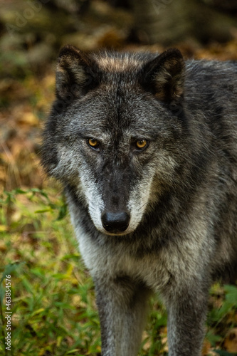 Wolf Portrait Closeup