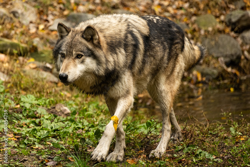 Timber Wolf Stalking