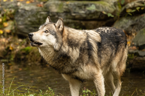 Timber Wolf Looking Up