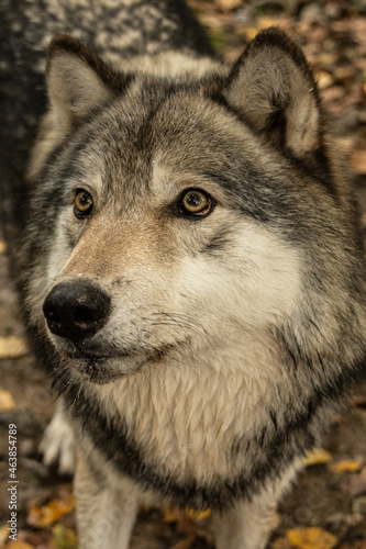Timber Wolf Close Up