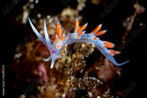 Calmella Calvolini nudibranch in the Mediterranean Sea photo