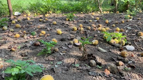 Autumn quinces. Fallen quinces. 4K