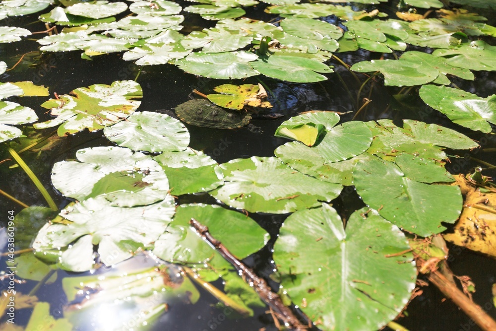 Beautiful green leaves of lotus plants on the lake Beautiful green leaves of lotus plants on the lake