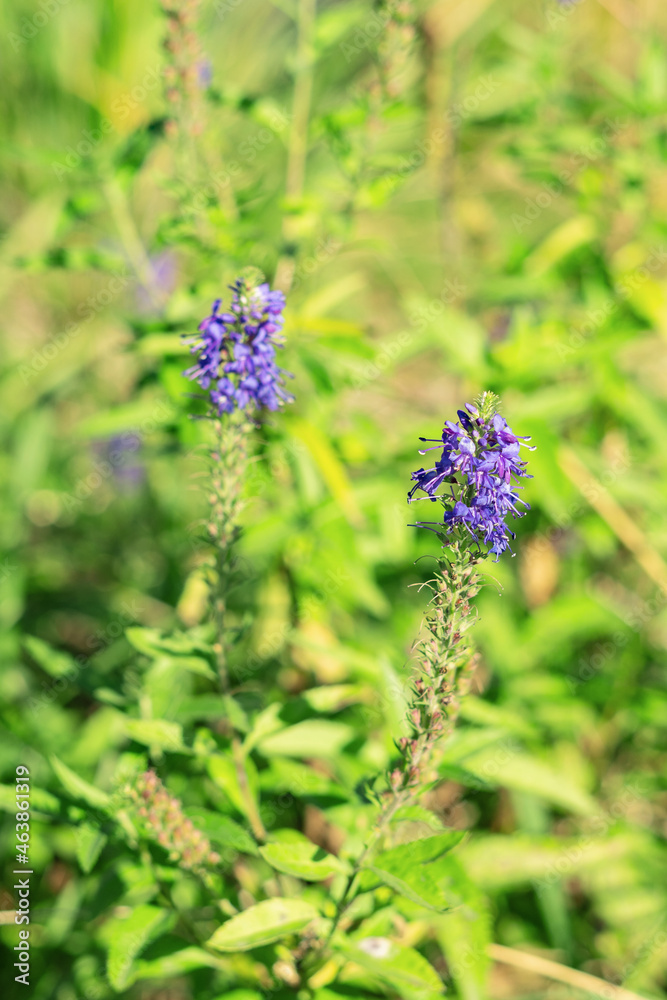 Blooming Salvia officinalis on a flowerbed in the garden. Common sage in the rays of the hot afternoon sun Blooming Salvia officinalis on a flowerbed in the garden. Common sage in the rays of the hot afternoon sun
