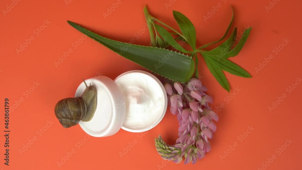 Snail, jar of cosmetic cream, flower and aloe leaf on the orange table. Skin care product with mucin Snail, jar of cosmetic cream, flower and aloe leaf on the orange table. Skin care product with mucin