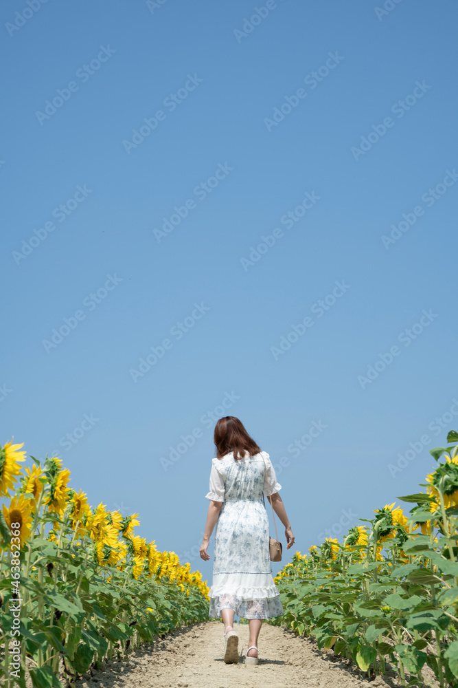 ひまわり畑を歩く女性 ひまわり畑を歩く女性