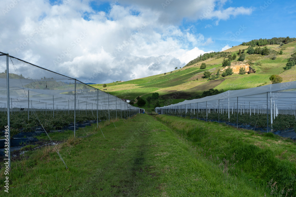 Fototapeta premium Bluish landscape in Tabio Cundinamarca