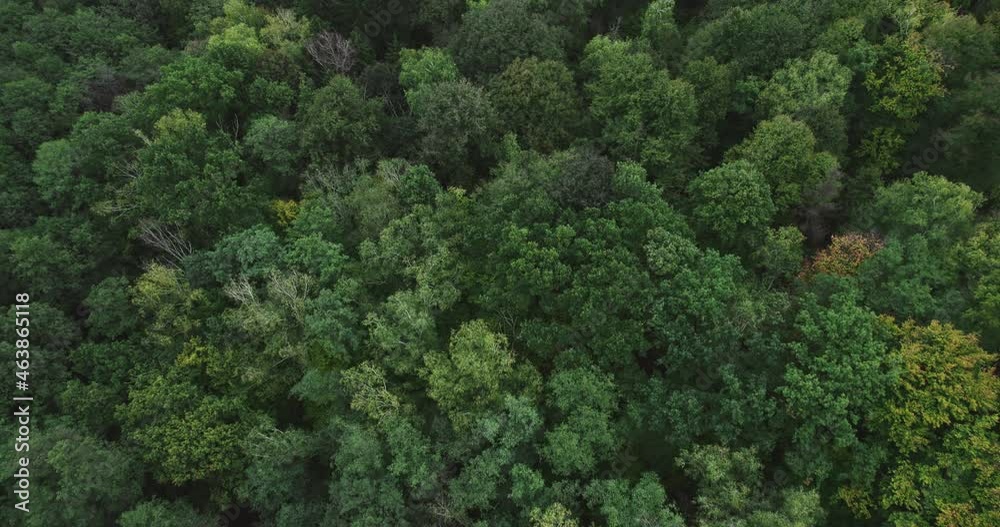 drone flight over the autumn forest 05 drone flight over the autumn forest 05