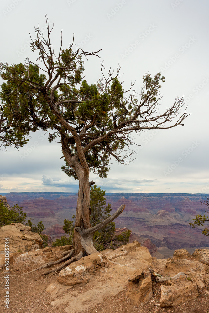 Pine tree on the edge of the Grand Canyon Pine tree on the edge of the Grand Canyon