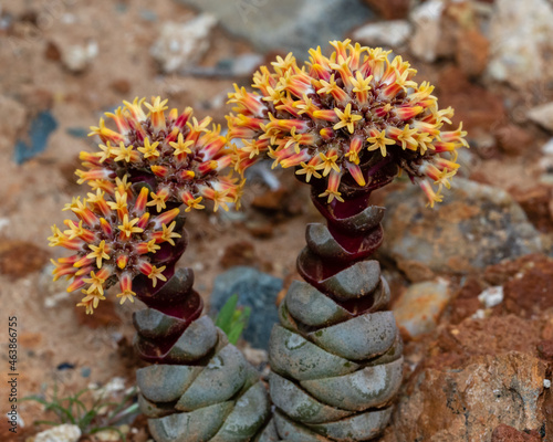 Yellow and red shaving brush plant in its natural environment amongst white quartz gravel in the Knersvlakte, South Africa photo