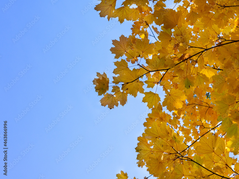 Colorful autumn leaves on tree branch. Golden autumn foliage leaves background with copy space. Colorful autumn leaves on tree branch. Golden autumn foliage leaves background with copy space.