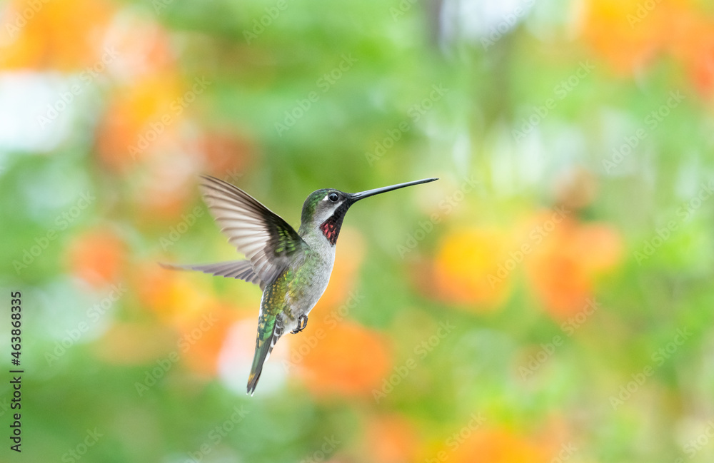 Fototapeta premium Colorful photo of a Long-billed Starthroat hummingbird, Heliomaster longirostris, hover in the air with a bokeh green and orange background.