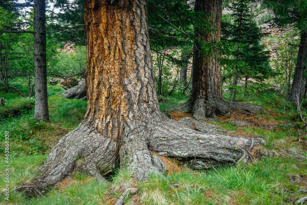 Fabulous nature in the Siberian Sayan Mountains Fabulous nature in the Siberian Sayan Mountains