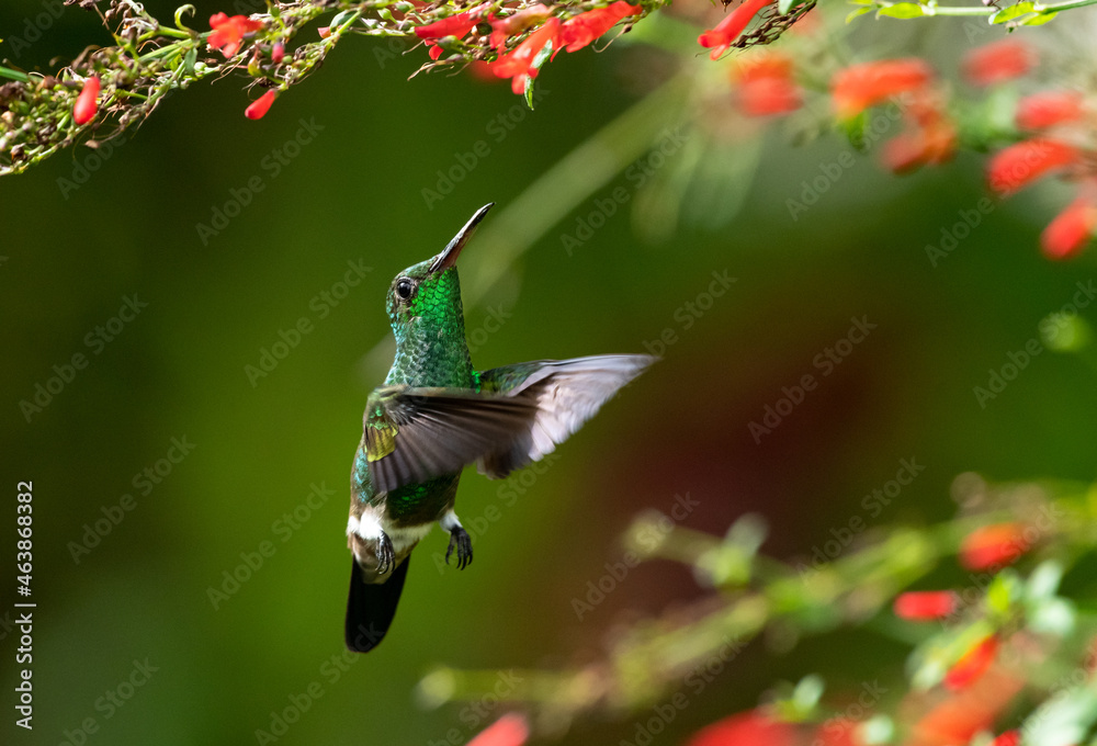 Obraz premium A brightly lit Copper-rumped hummingbird, Amazilia tobaci, feeding on red Antigua Heath flowers with a dark background.