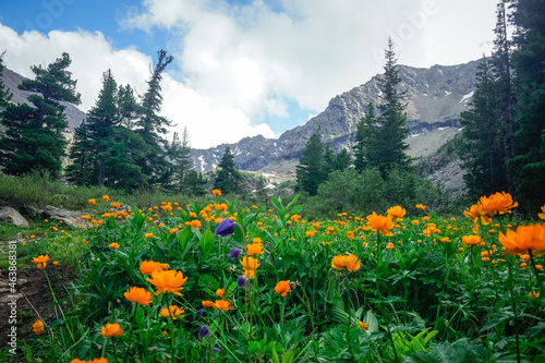 Beautiful mountain flowers in the Siberian mountains Sayans