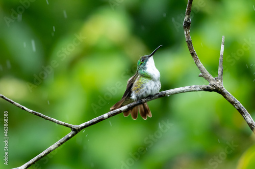White-chested Emerald hummingbird, Amazilia brevirostris, bathing in a tropical rain storm with raindrops and a green background. photo