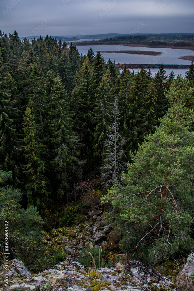 Obraz premium forest in the mountains