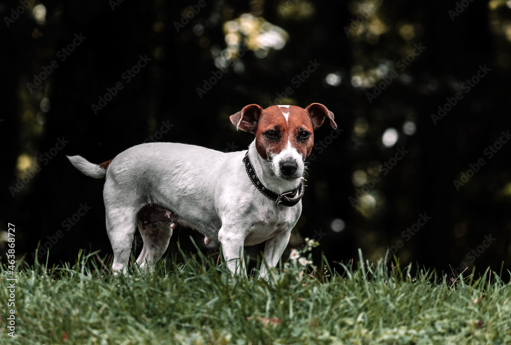Cute jack russell dog watching to camera portrait in green grass.