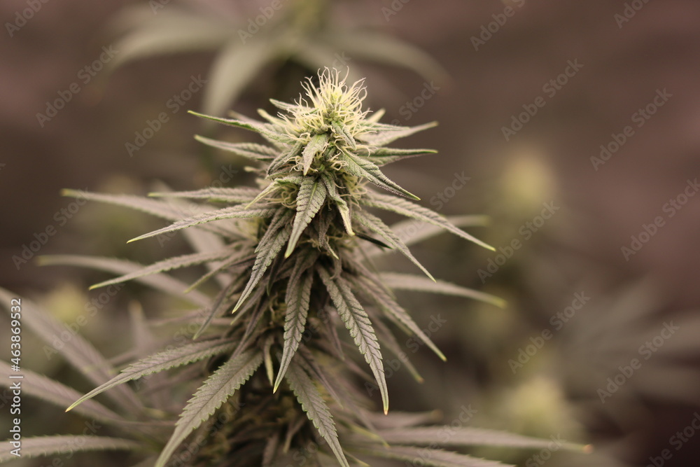 Blue Dream Medical Cannabis Plant, finishing up nicely. Blue Dream Medical Cannabis Plant, finishing up nicely.