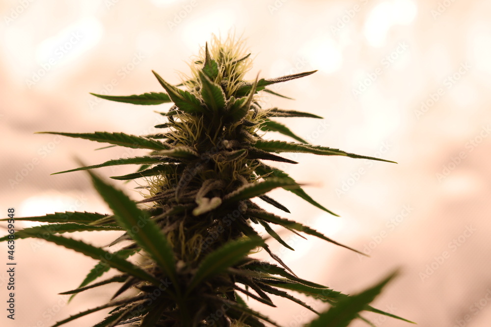 Blue Dream Medical Cannabis Plant, finishing up nicely. Blue Dream Medical Cannabis Plant, finishing up nicely.
