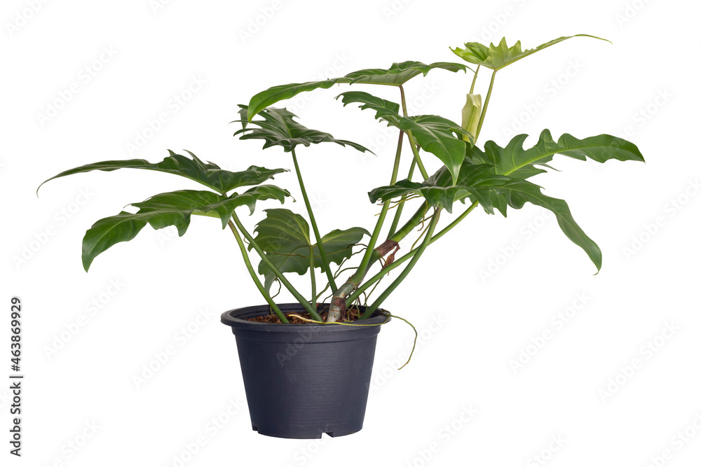 Obraz premium Philodendron Golden dragon with aerial roots growing in black plastic pot isolated on white background included clipping path.