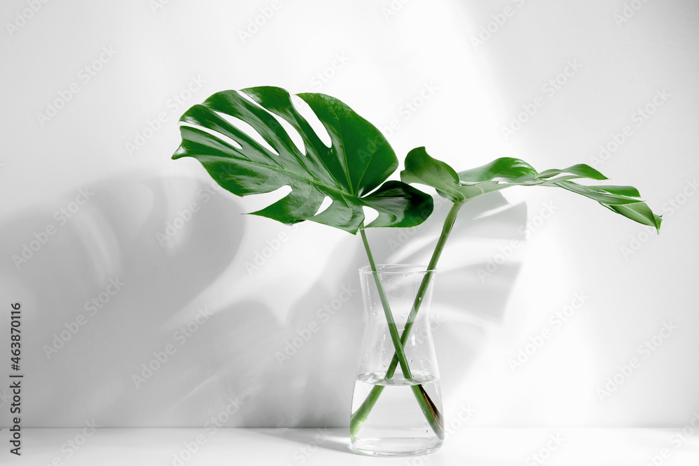 Tropical palm leaves Monstera in glass vase with sunlight and shadow on  wall. foto de Stock | Adobe Stock