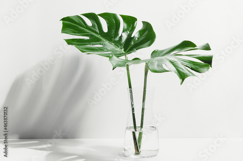 Tropical palm leaves Monstera in glass vase with sunlight and shadow on wall.