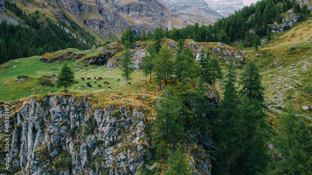 Mountain landscape in the Italian Alps. Aerial view of green coniferous forest, cows grazing on the grassland meadow and mountain peaks in Aosta Valley region of north-western Italy. Mountain landscape in the Italian Alps. Aerial view of green coniferous forest, cows grazing on the grassland meadow and mountain peaks in Aosta Valley region of north-western Italy.