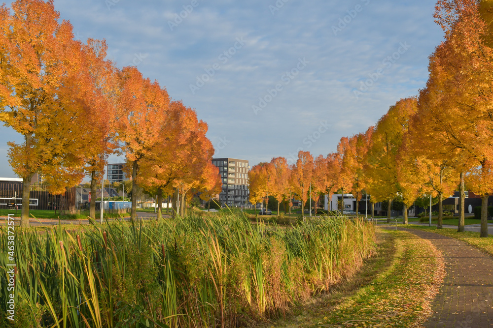 Colorfull trees in the city Weert the Netherlands on 18 october 2021