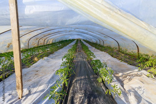 Tomatoes are planted in rows in the greenhouse. The ground is lined with agrofiber to prevent the growth of weeds. photo