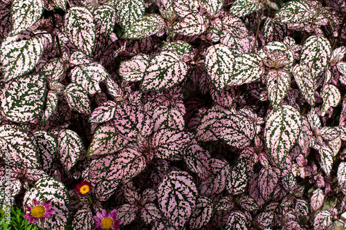 Green and pink leaves