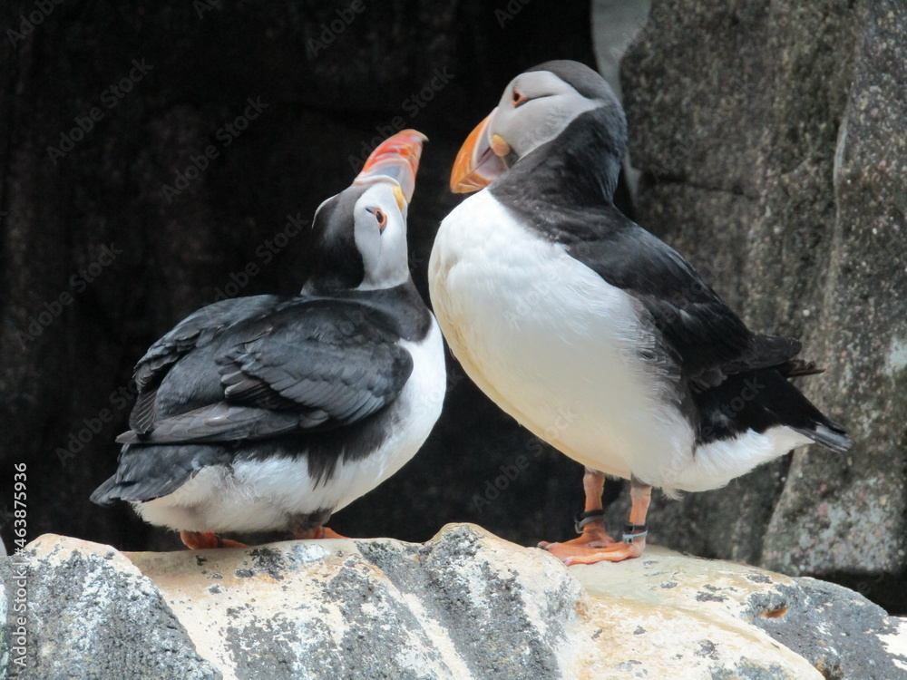 Fototapeta premium atlantic puffin or common puffin