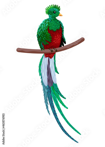 Hand drawn quetzal bird. Colorful illustration. Quetzal sitting on a branch. photo