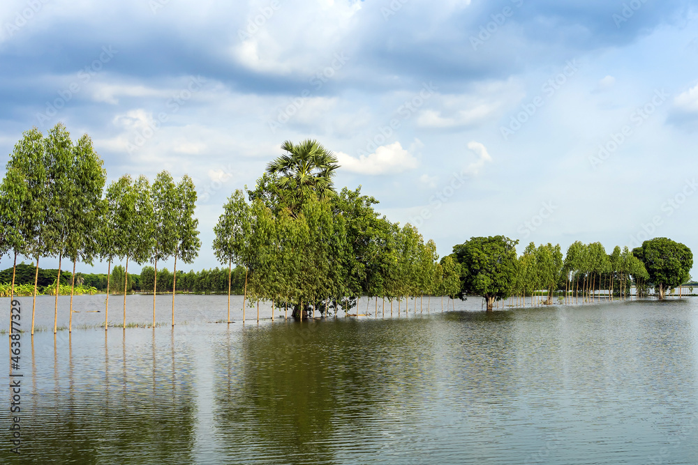 Obraz premium Scenic view of traditional flooded fields like a still lake on floating season in rural Thailand. Landscape of nature in rainy season and storm damage in agriculture. Heavy flood water concept.