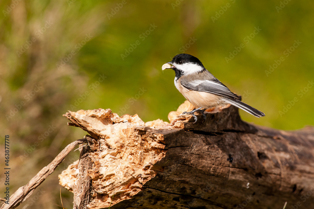 Little Chickadee (Poecile atricapillus) with a peanut in its beak is perched on a rotten log Little Chickadee (Poecile atricapillus) with a peanut in its beak is perched on a rotten log