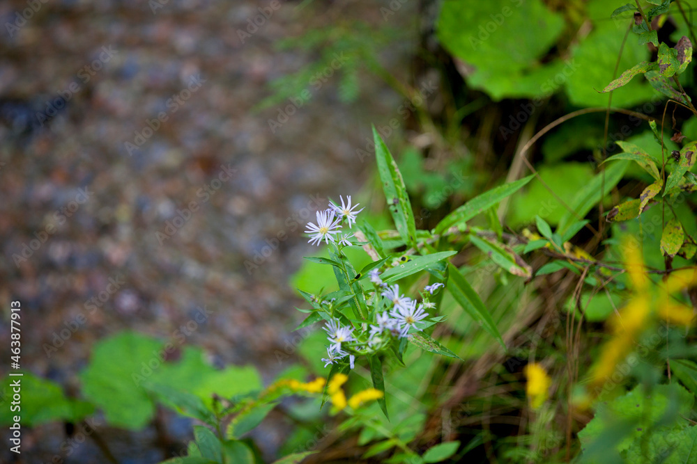 Wildflowers along the side of a hiking trail in an Ontario Provincial Park. Wildflowers along the side of a hiking trail in an Ontario Provincial Park.