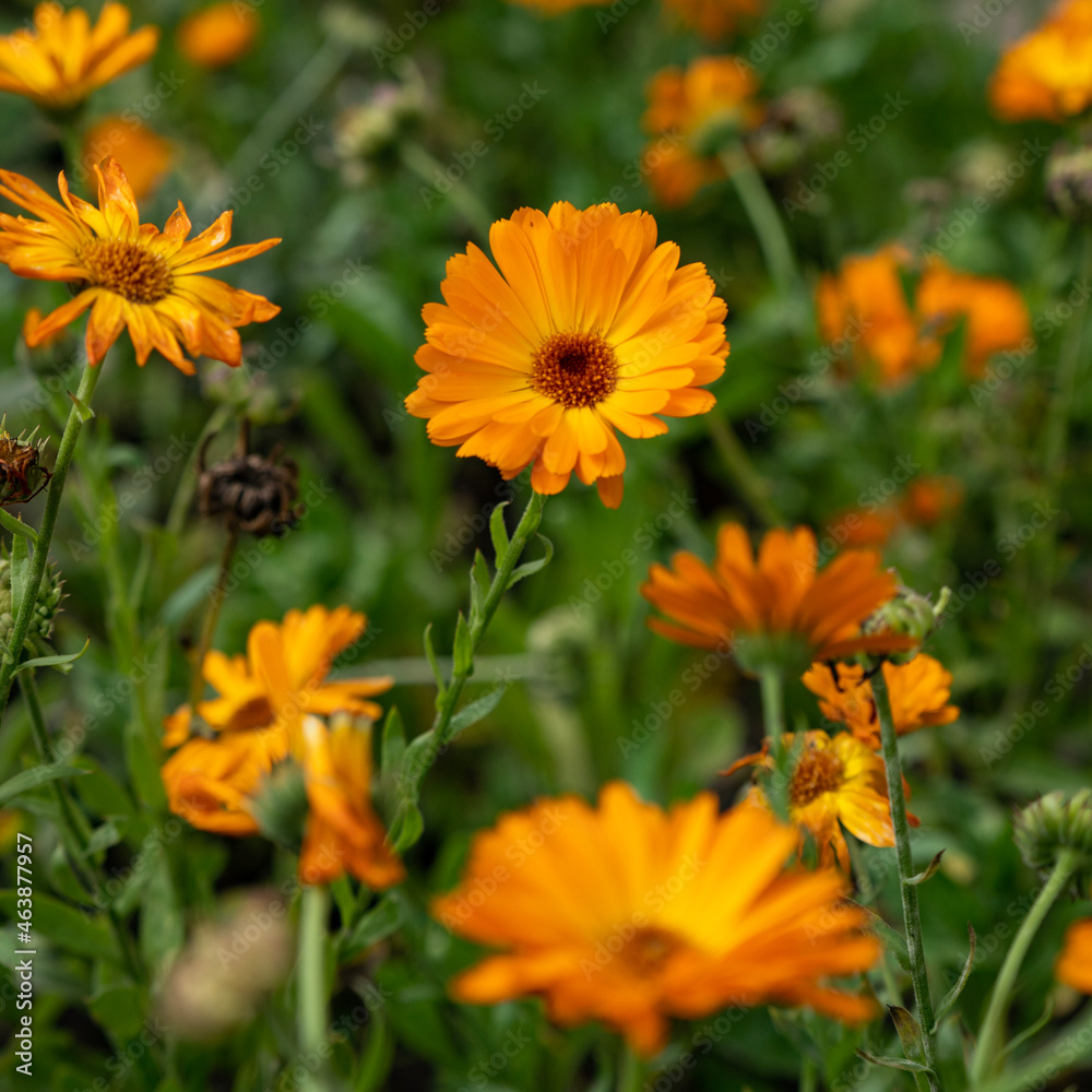 orange flowers in the garden orange flowers in the garden