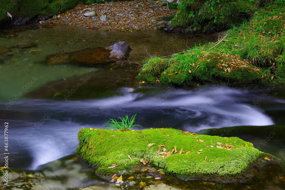 苔と水