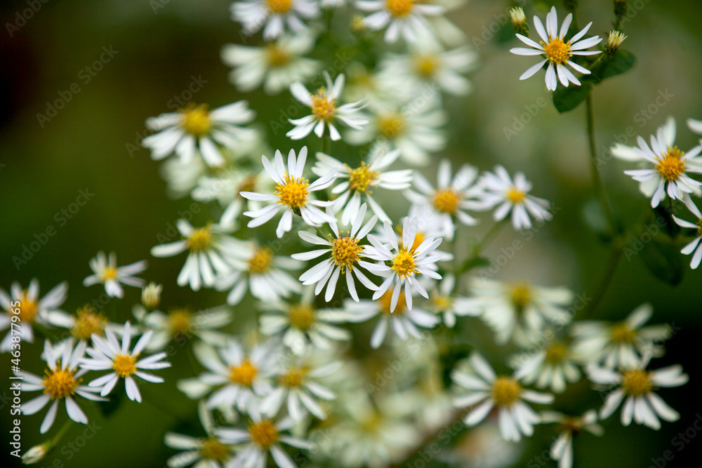 Wildflowers along the side of a hiking trail in an Ontario Provincial Park. Wildflowers along the side of a hiking trail in an Ontario Provincial Park.