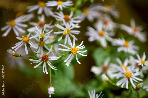 Wildflowers along the side of a hiking trail in an Ontario Provincial Park.