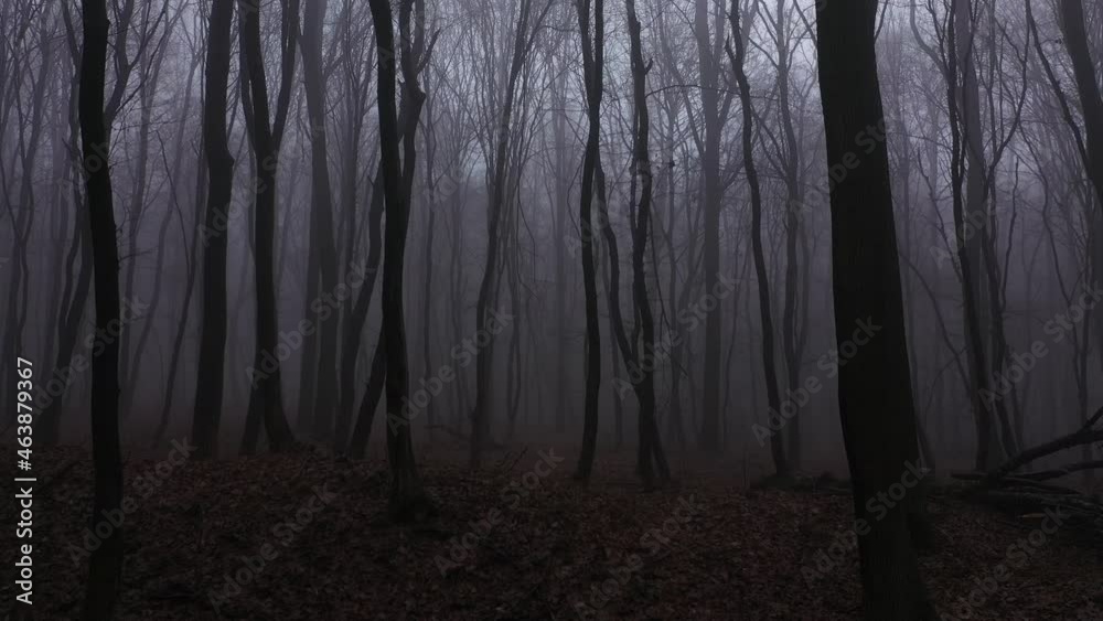 Walking in scary forest at the evening. Halloween background with fog and dead tree aerial view